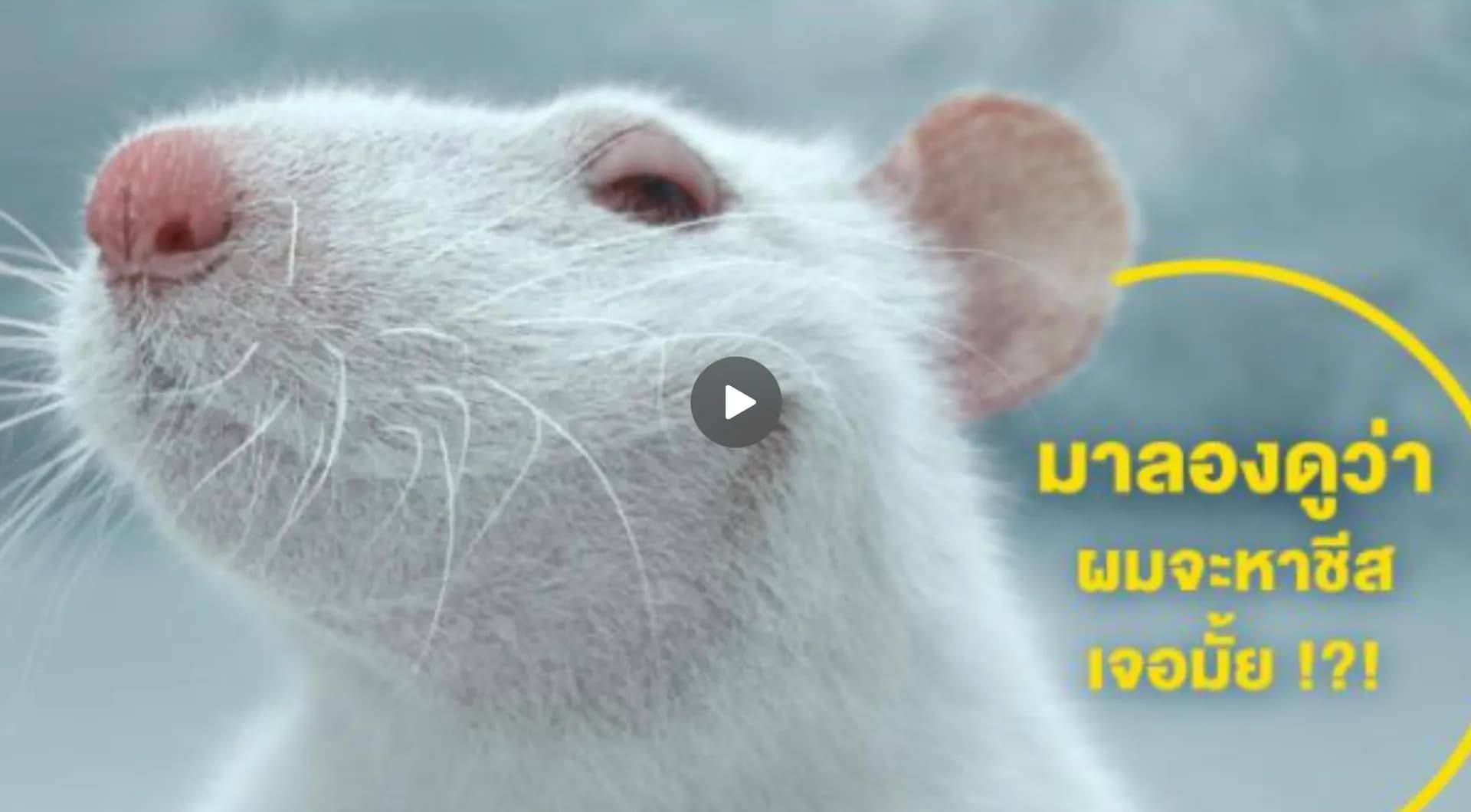 การทดลอง นิโคตินในบุหรี่ไฟฟ้า อันตรายต่อสมอง